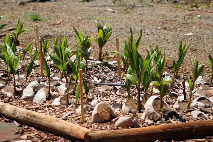 Ka‘ana Mana‘o: Cultivating ancestral crops, farmers and agriculture entrepreneurs on Molokai